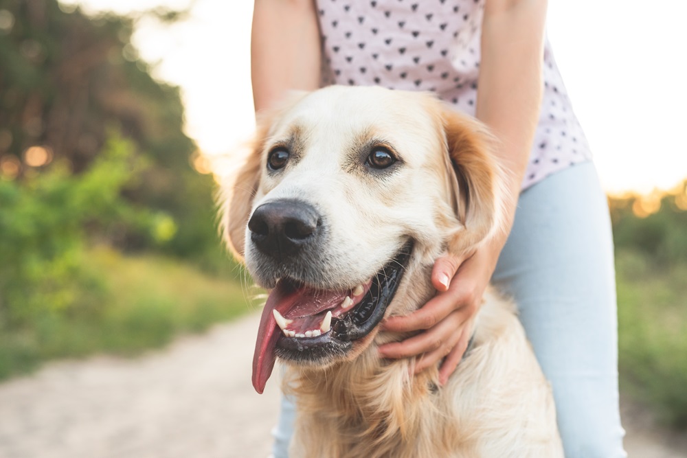 A happy golden retriever being held gently by a person outdoors on a sunny day - Corinth Veterinary Clinic | Veterinarian Corinth NY A happy golden retriever being held gently by a person outdoors on a sunny day - Corinth Veterinary Clinic | Veterinarian Corinth NY