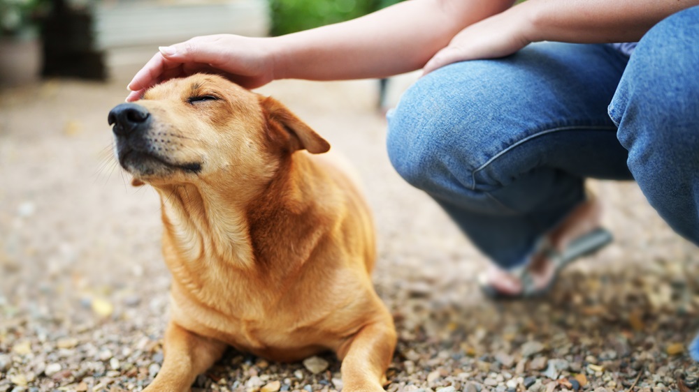 A relaxed brown dog enjoying a gentle head pat from a person crouching nearby on a gravel surface - Corinth Veterinary Clinic | Veterinarian Corinth NY A relaxed brown dog enjoying a gentle head pat from a person crouching nearby on a gravel surface - Corinth Veterinary Clinic | Veterinarian Corinth NY