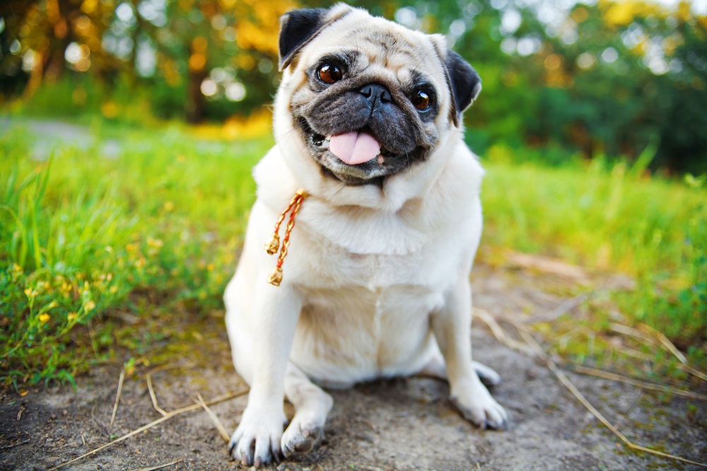 A cheerful pug sitting on a dirt path in a grassy outdoor area, with its tongue playfully sticking out - Corinth Veterinary Clinic | Veterinarian Corinth NY A cheerful pug sitting on a dirt path in a grassy outdoor area, with its tongue playfully sticking out - Corinth Veterinary Clinic | Veterinarian Corinth NY